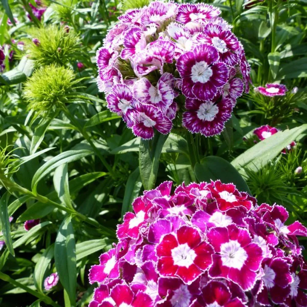 Borstnejlika 'Hollandia' – mix