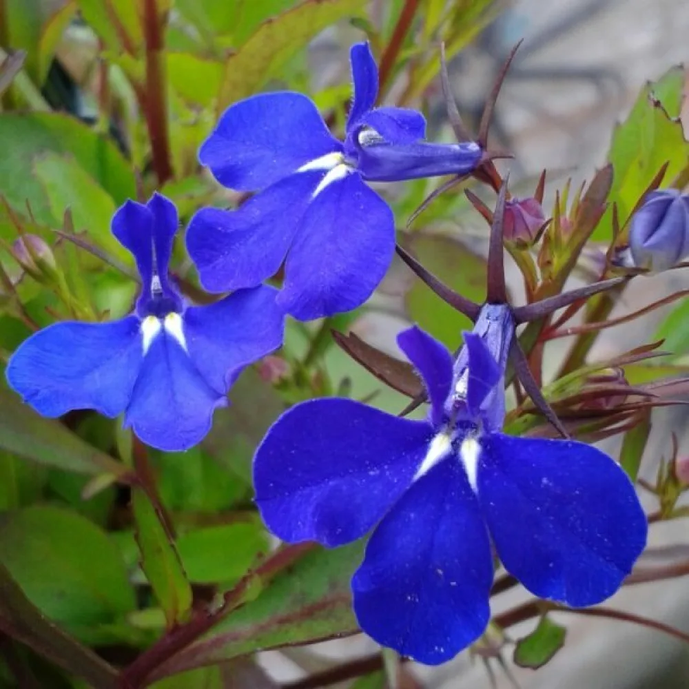 Kantlobelia 'Cambridge Blue'