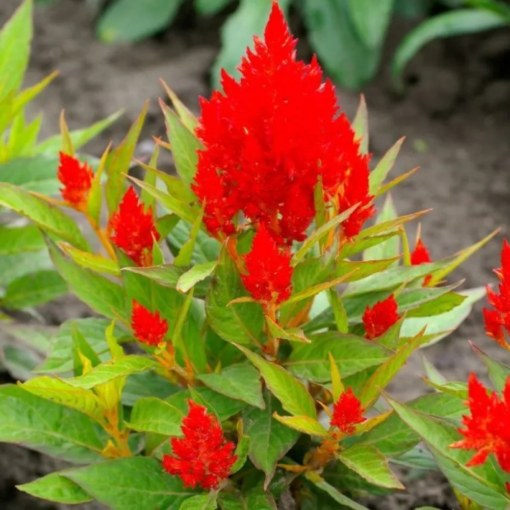 Plymcelosia 'Scarlet Plume', röd med ljusgröna blad