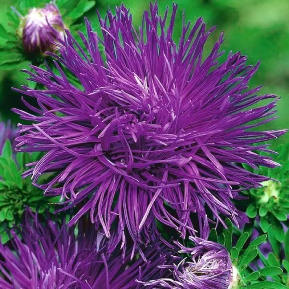 Sommaraster 'Igala' lavendel