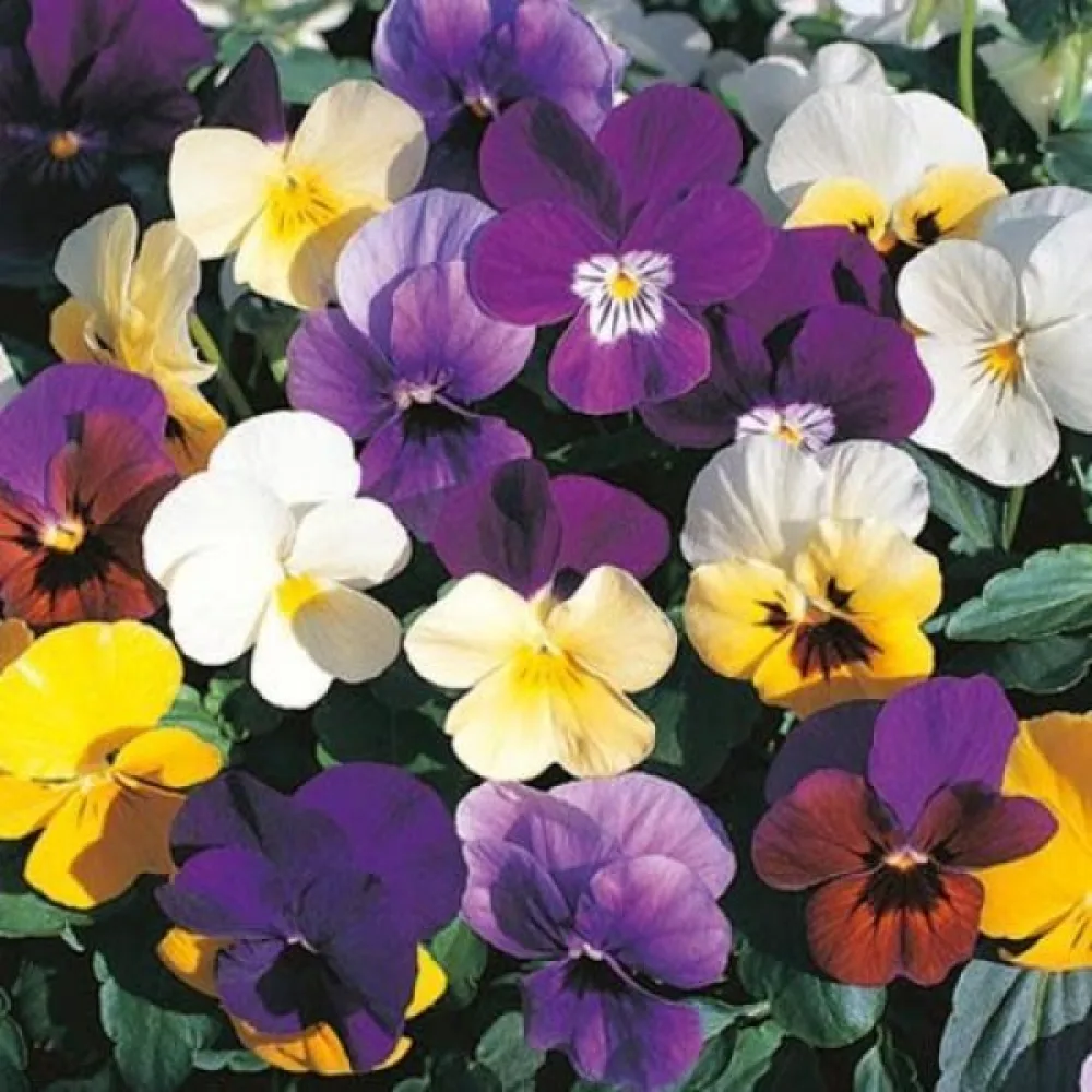 Pensé 'Scotch Hybrids' (blandning)