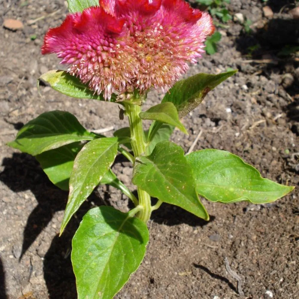 Tuppkam 'Jewel Box', mix