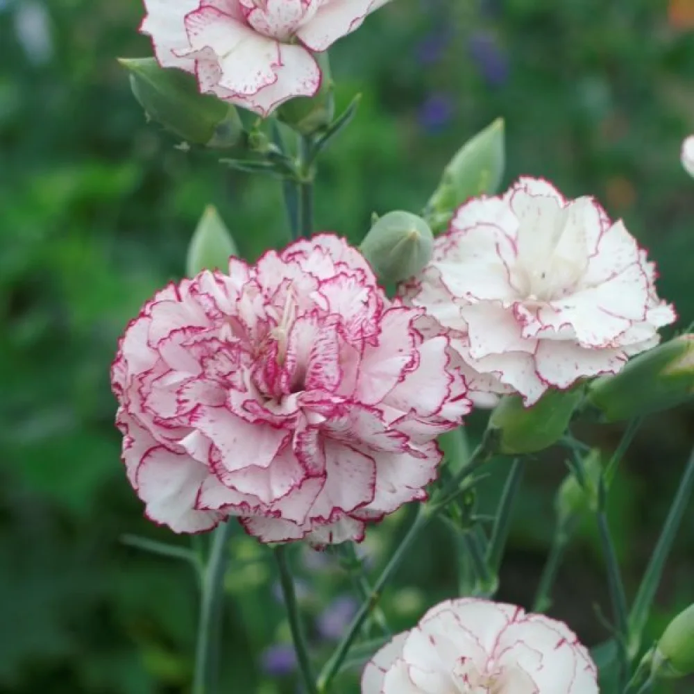 Nejlika Chabaud 'Benigna'