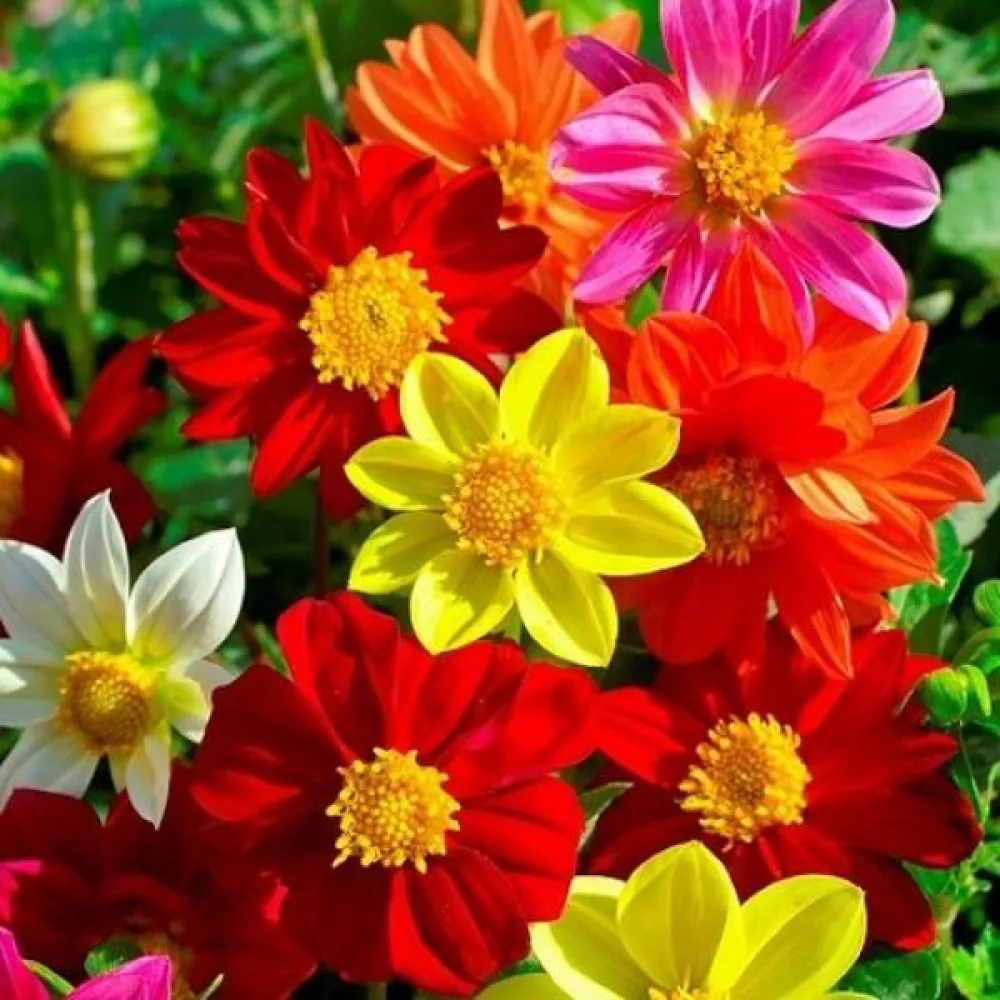 Lågväxande dahlia 'Piccolo Mignon' – blandning