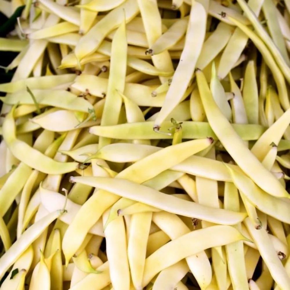 Trädgårdsböna 'Supernano Giallo'