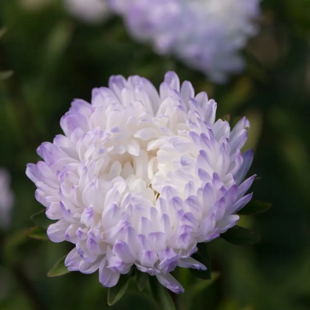 Sommaraster – pionblommig, silverblå