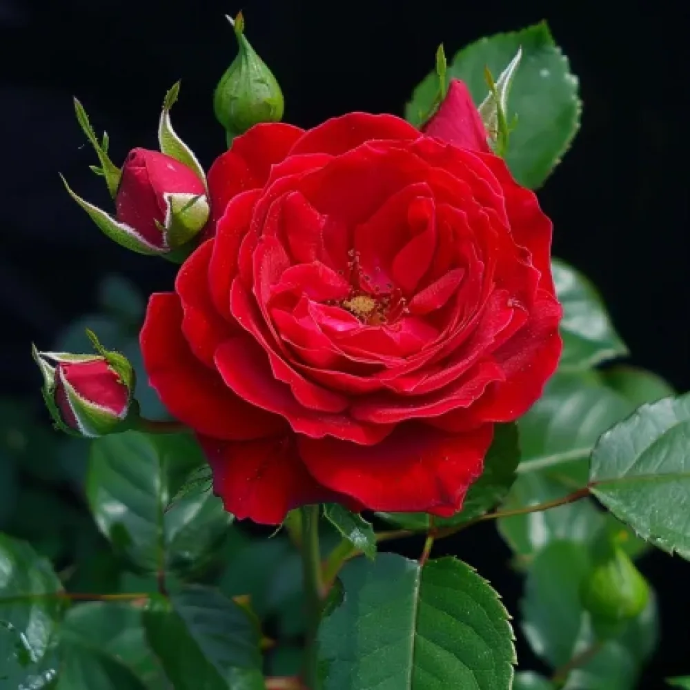 Ros 'Red Radiance' – barrotad