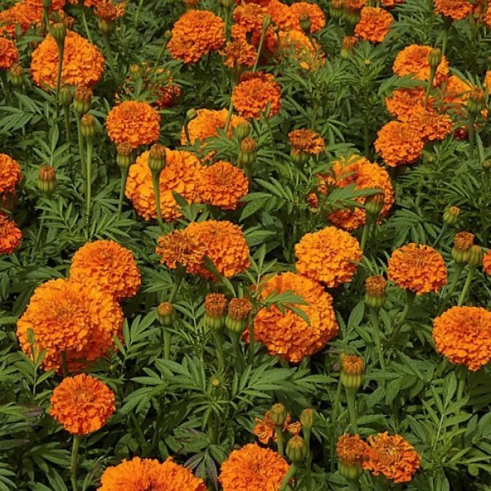 Afrikansk tagetes 'Sierra Orange'