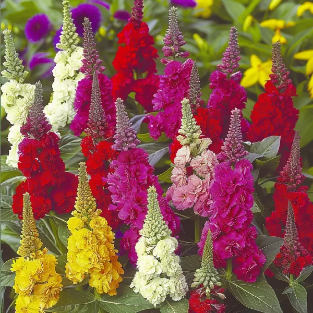 Tuppkam Celosia argentea cristata, mix