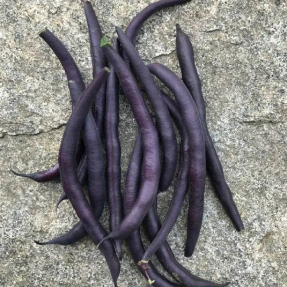 Trädgårdsböna 'Purple Queen'