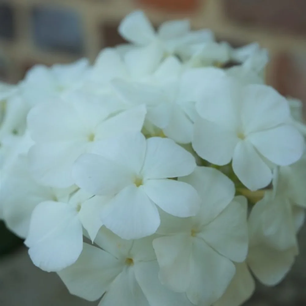 Sommarflox 'Alba'
