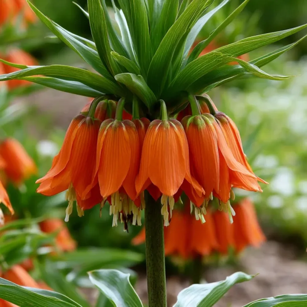 Kejsarkrona 'Aurora Imperialis'