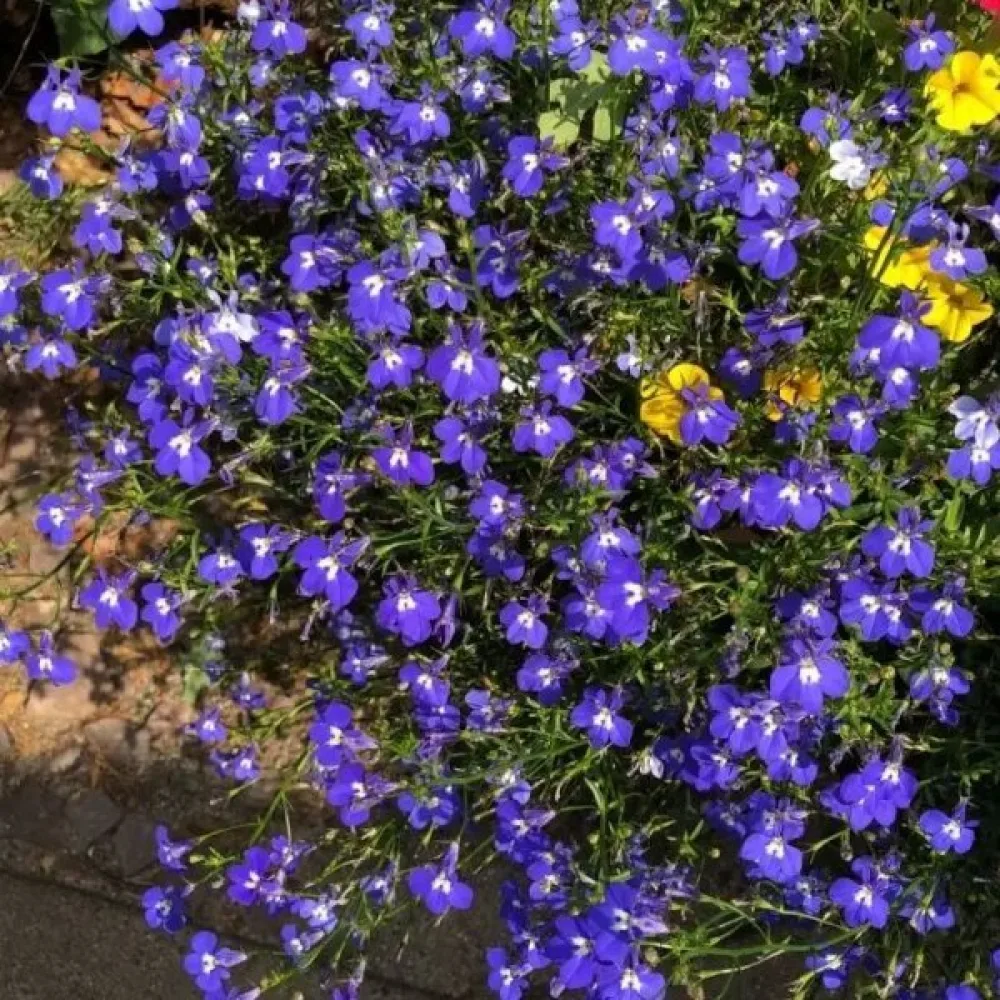 Kantlobelia 'Mrs. Clibran' – mörkblå