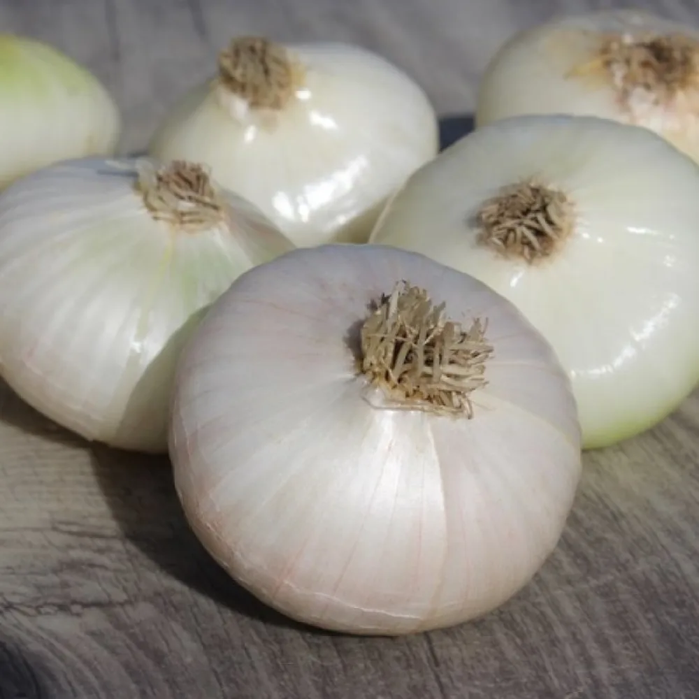 Matlök 'Bianca di Maggio'