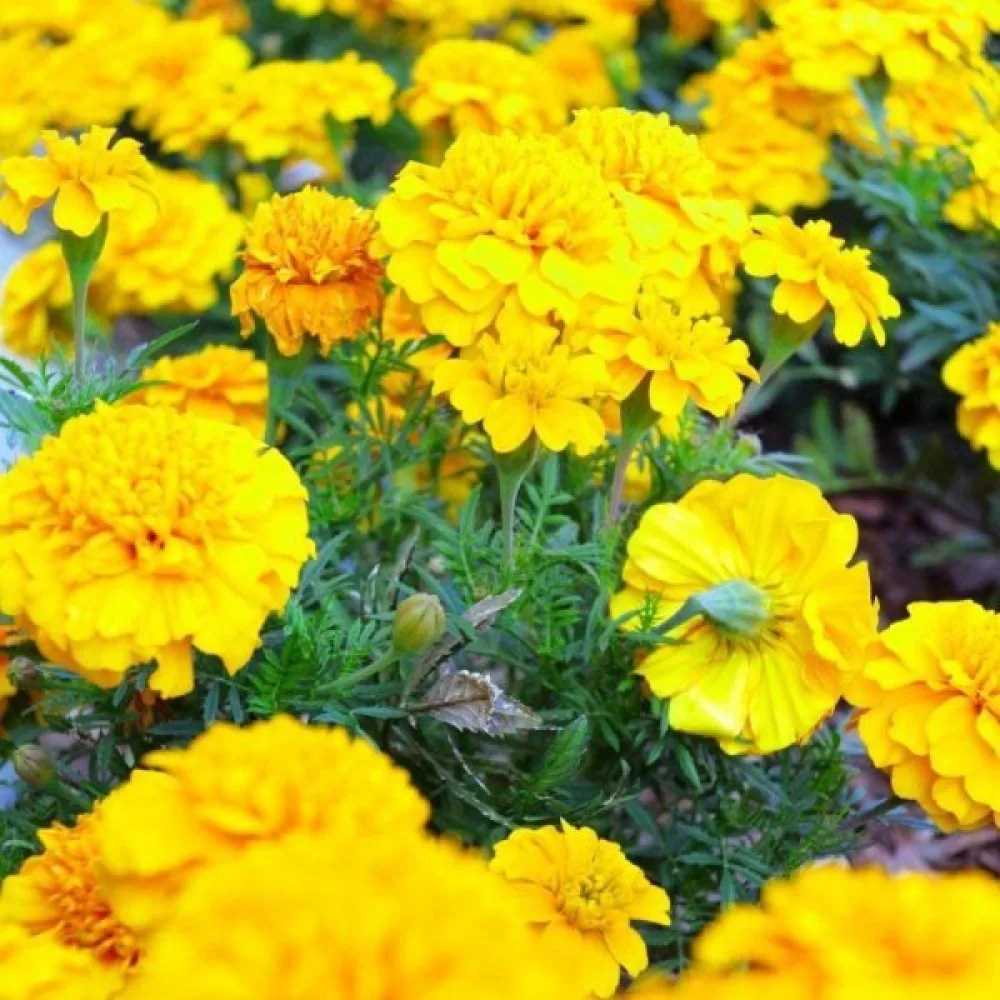 Fransk tagetes 'Festival Yellow'