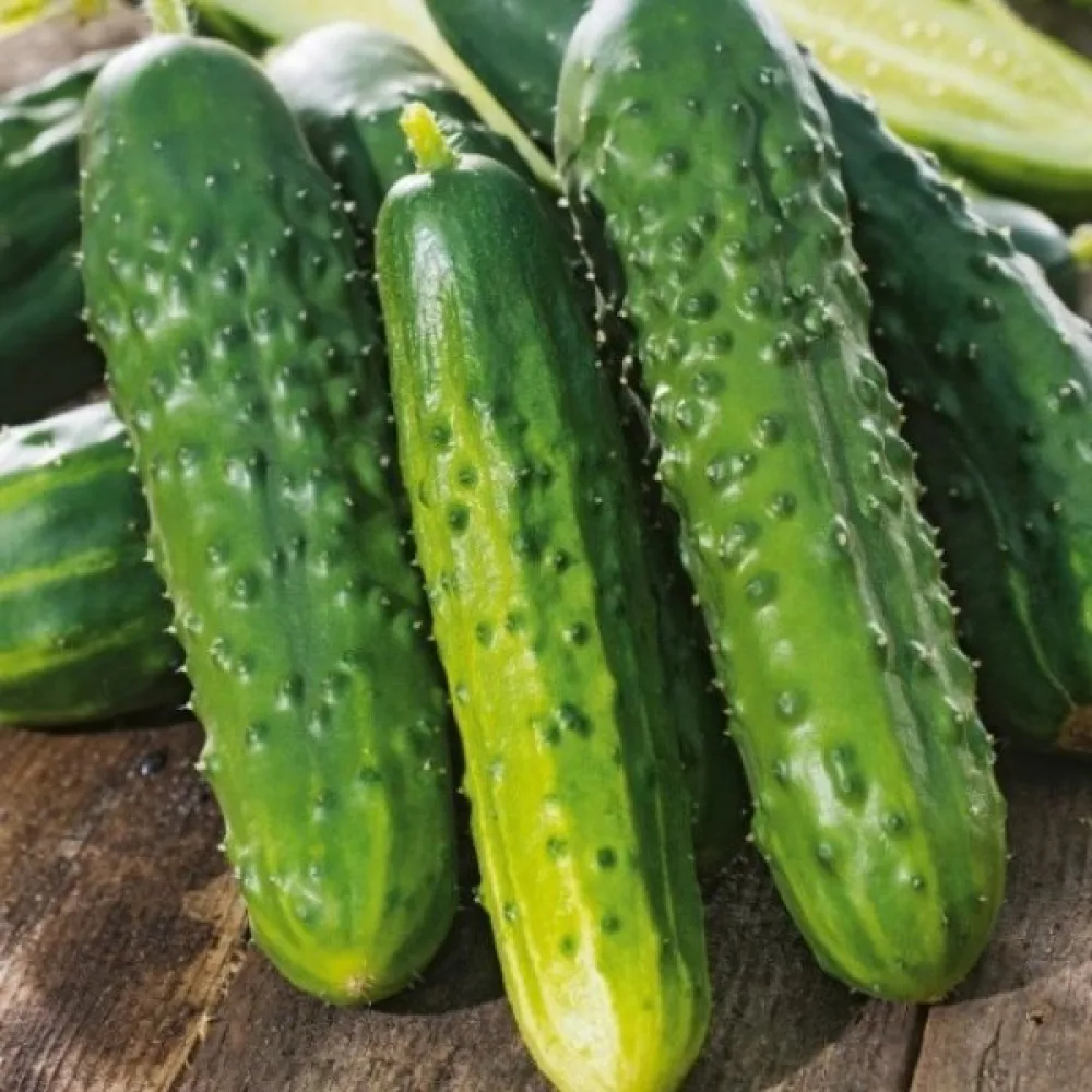 Druvgurka 'Julian' F1