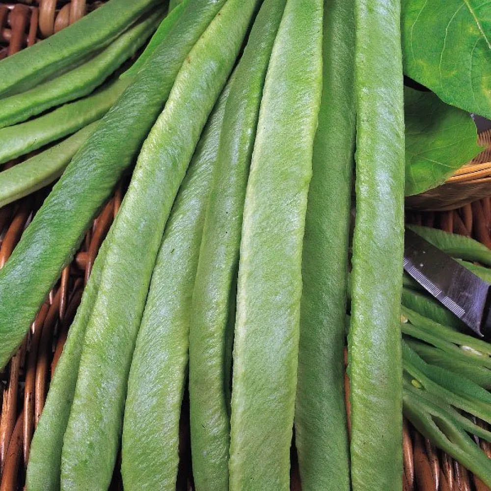 Rosenböna 'Streamline'