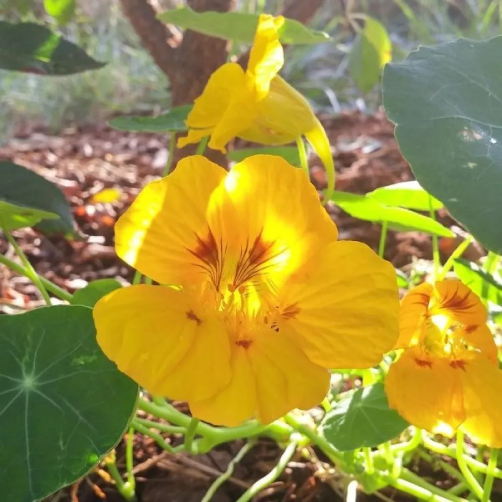 Krasse 'Golden Gleam'