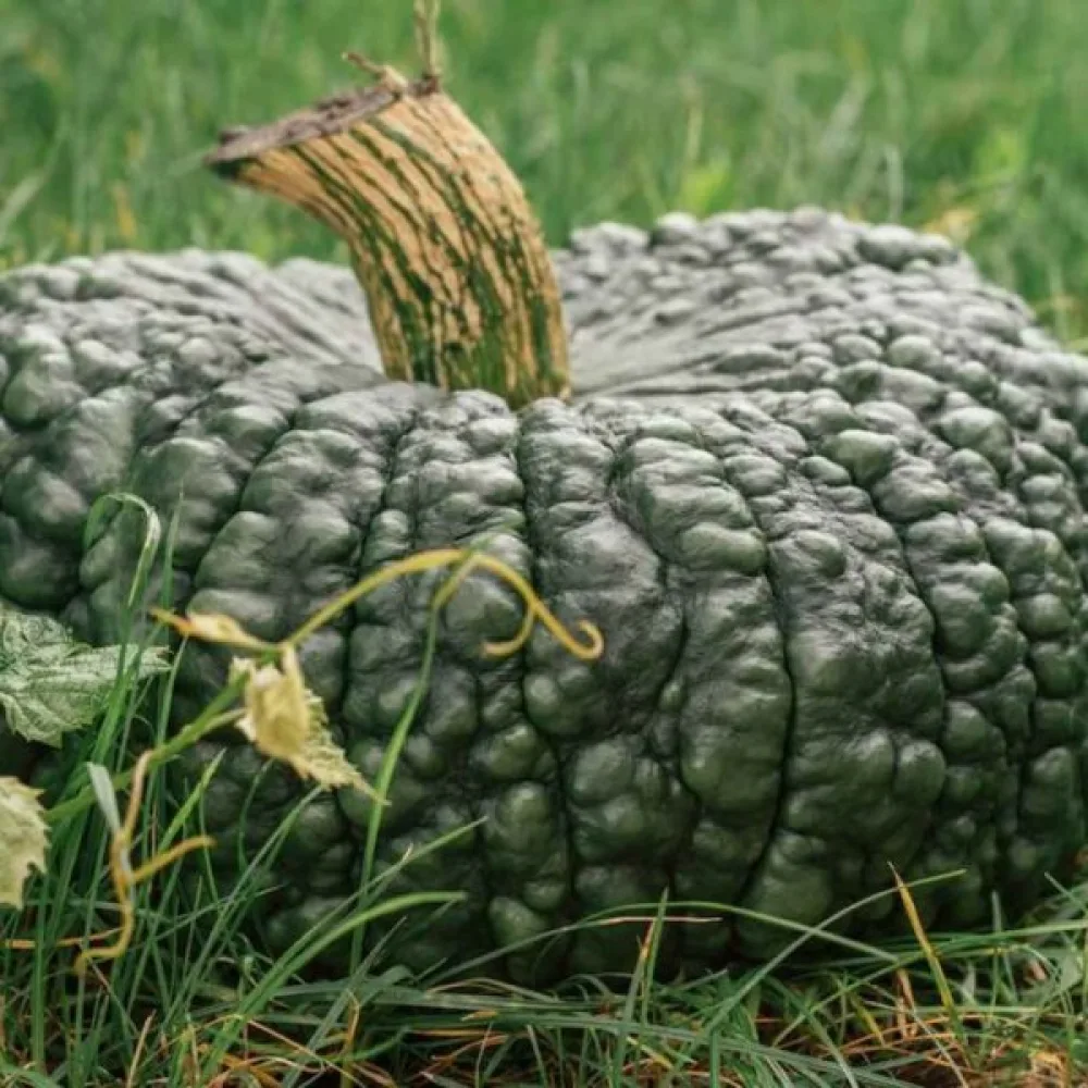 Pumpa 'Marina di Chioggia'