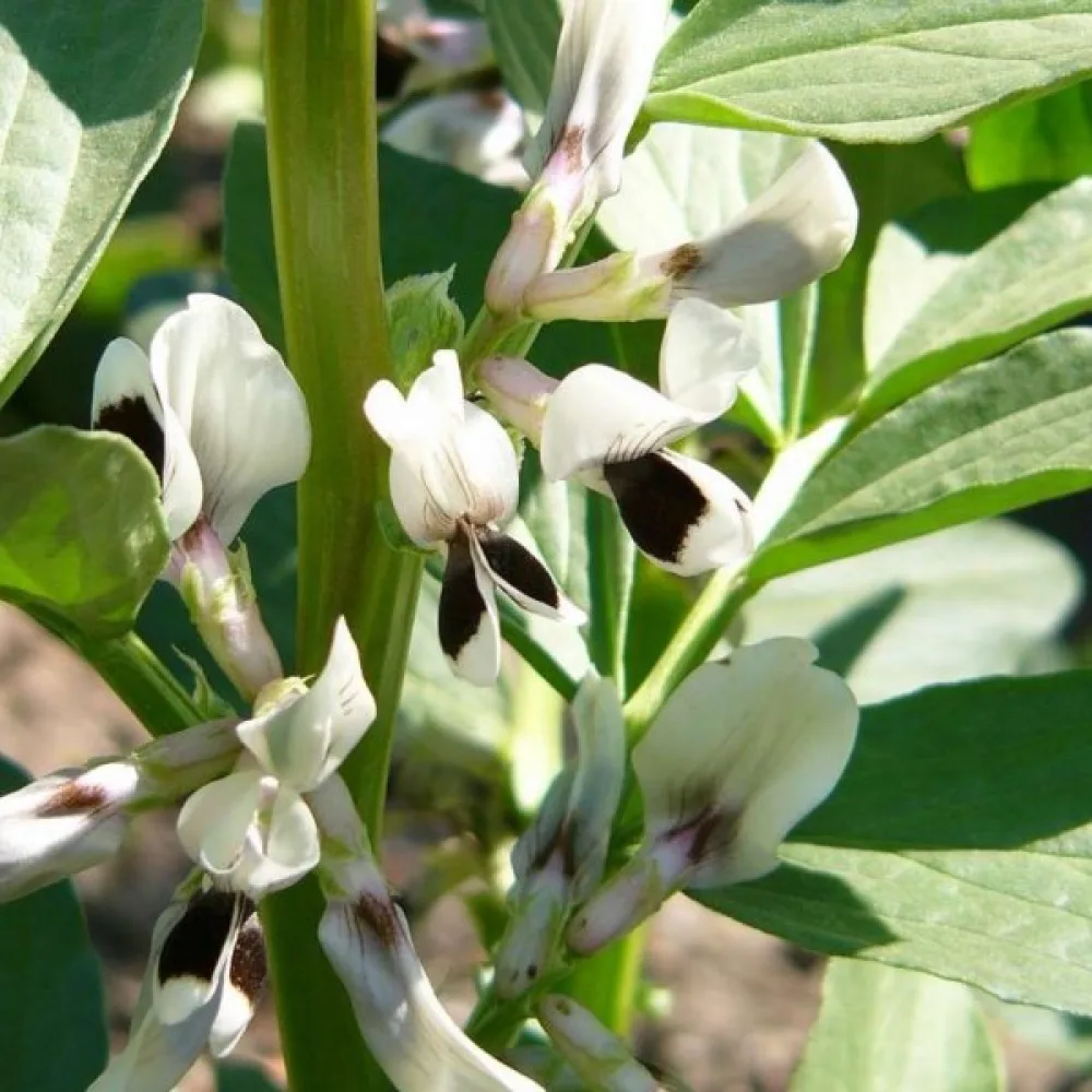 Bondböna 'Extra precoce a grano violetto'