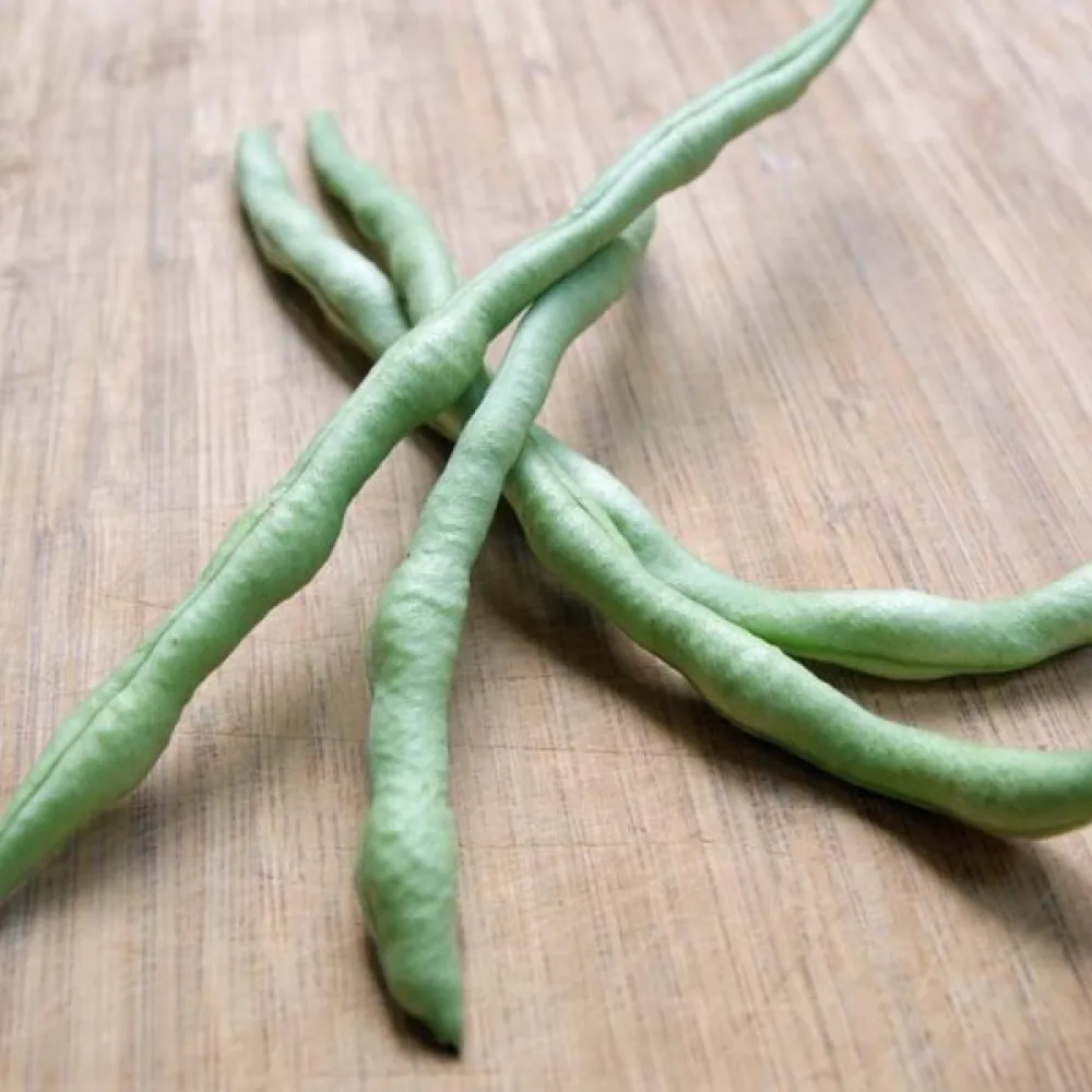 Torkböna Phaseolus vulgaris var. nanus 'Coco Noir-Starazagorski'