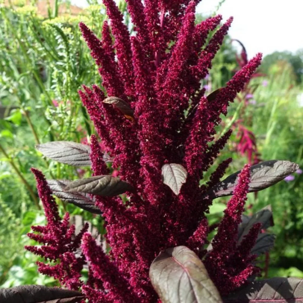 Amarant 'Red Garnet'