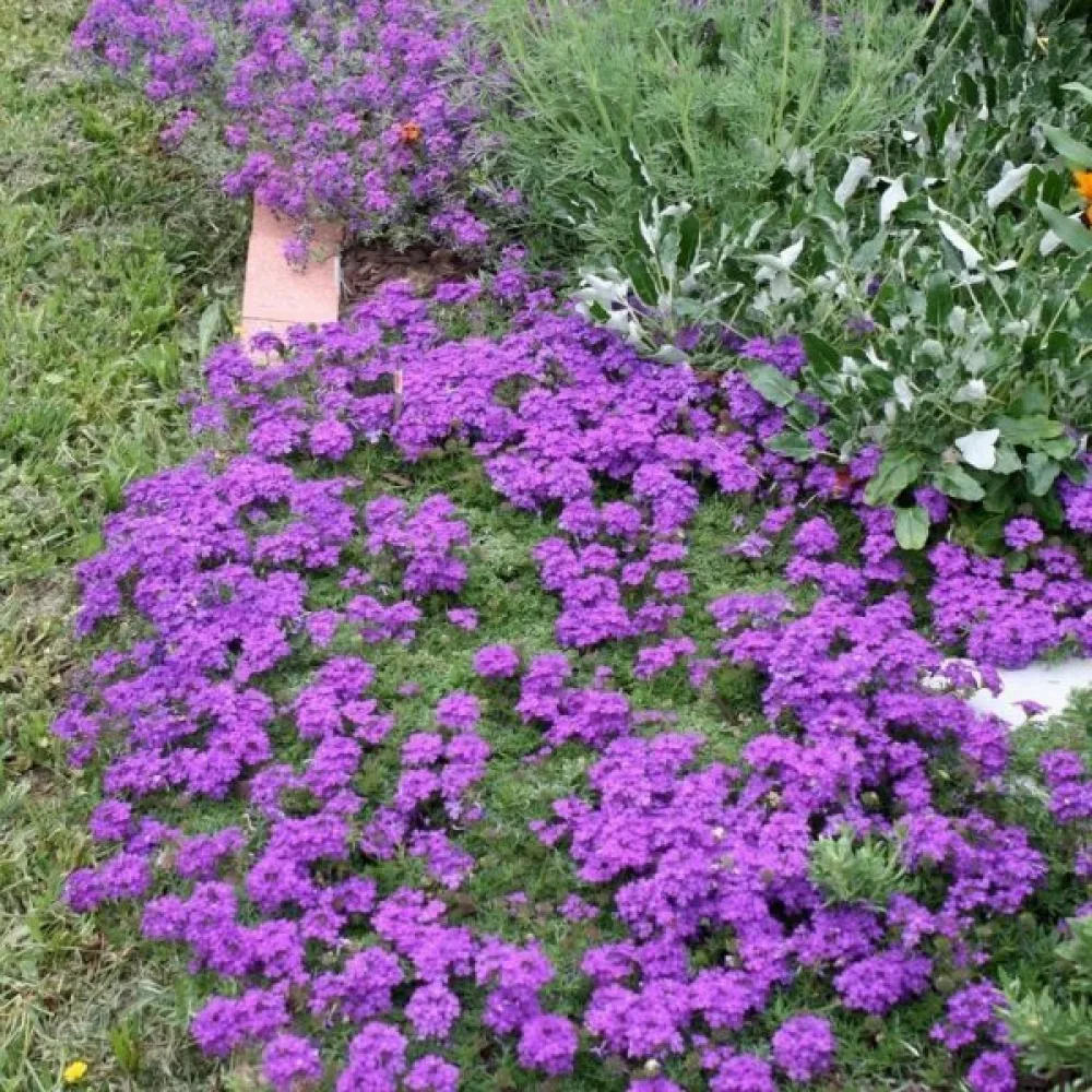 Verbena, violettblå