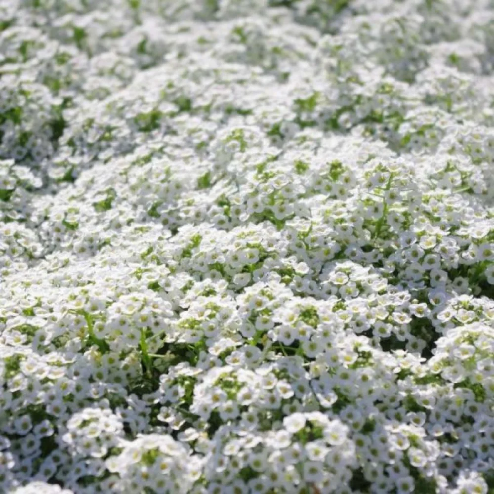 Strandkrassing 'Snowcloth' – vit