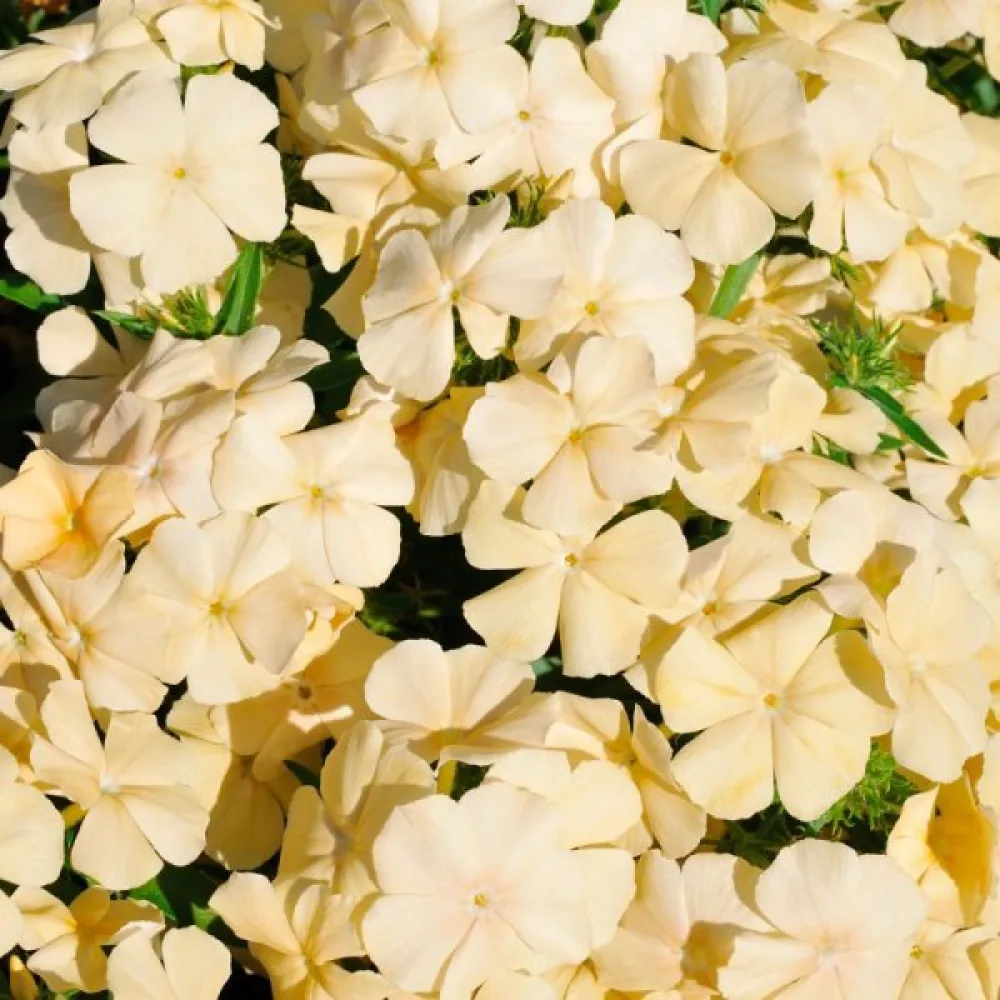Sommarflox 'Beauty Yellow'