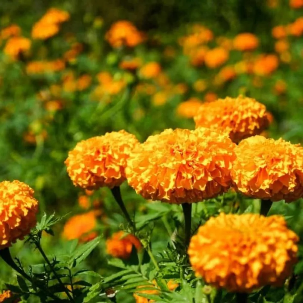 Fransk tagetes 'Harvest Moon'
