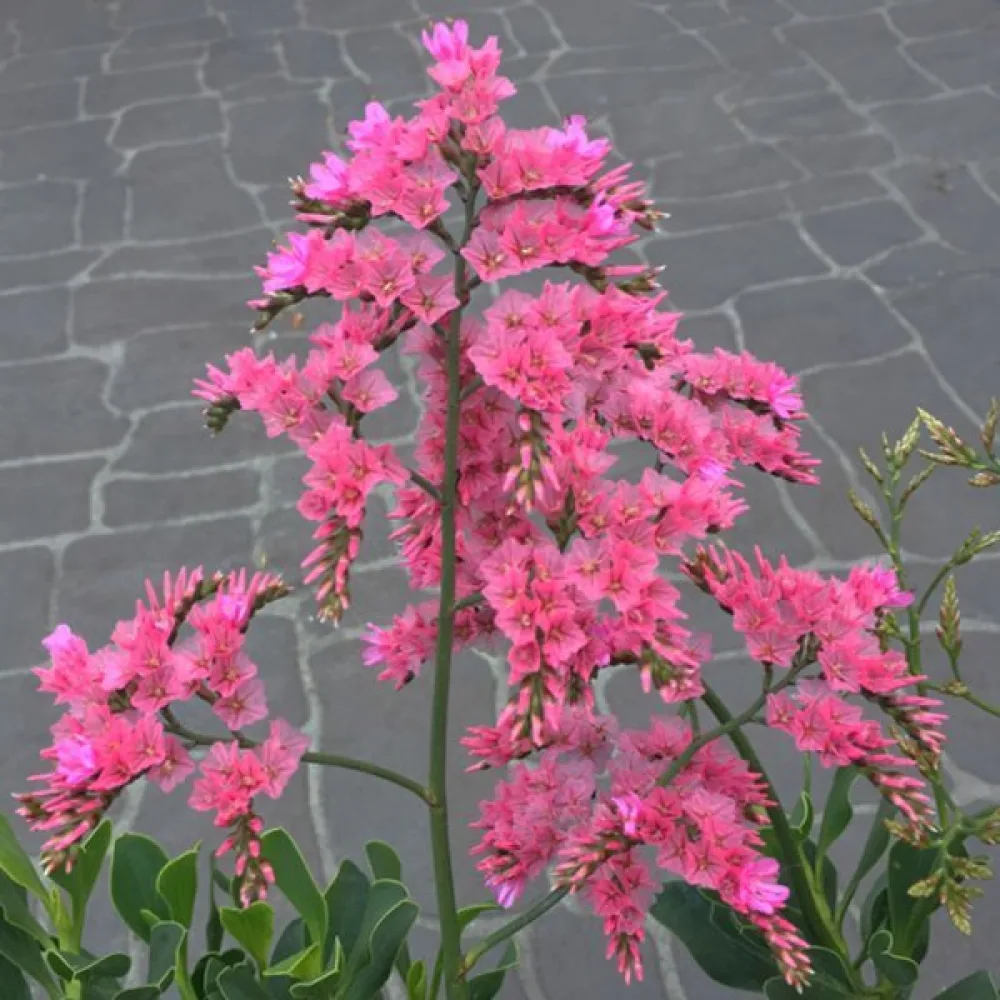 Praktrisp Limonium sinuatum – ljusrosa