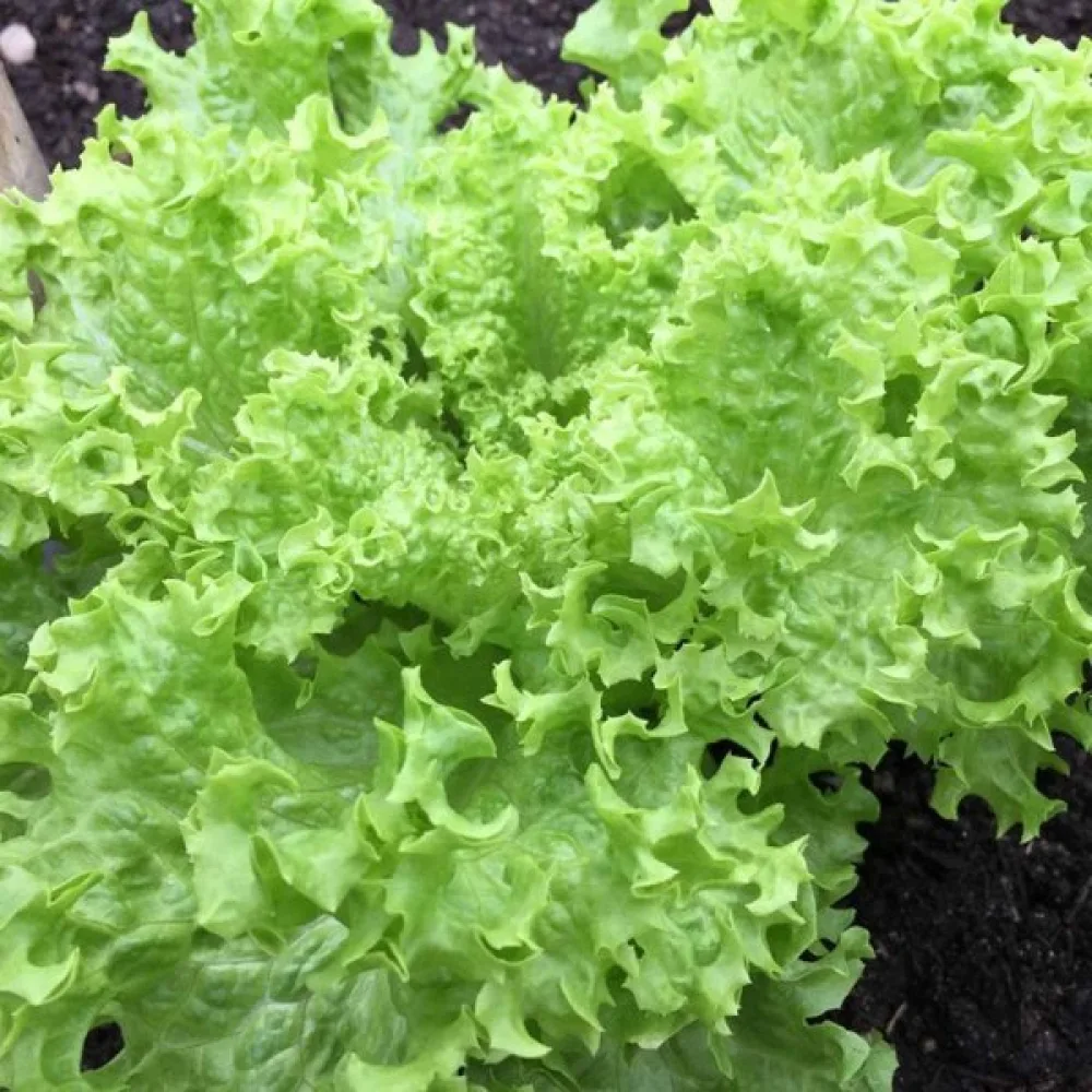 Endivia 'Bionda'