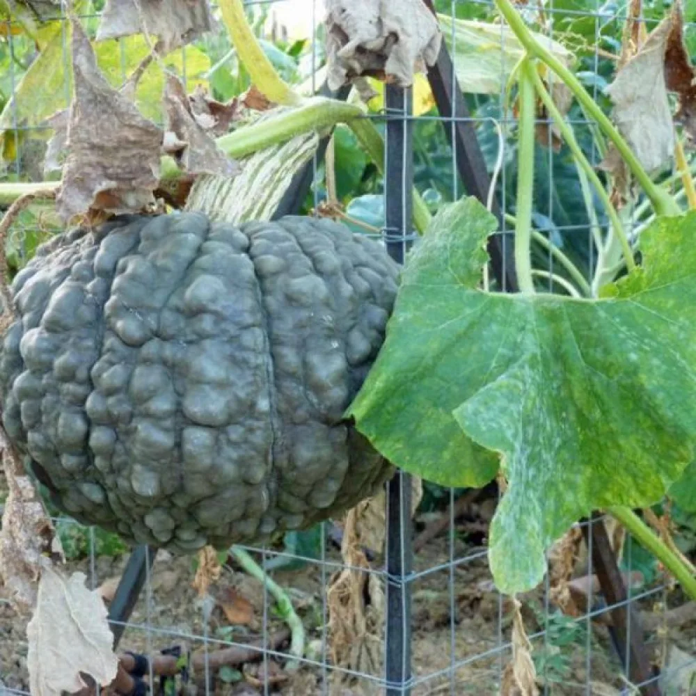 Pumpa 'Marina di Chioggia'