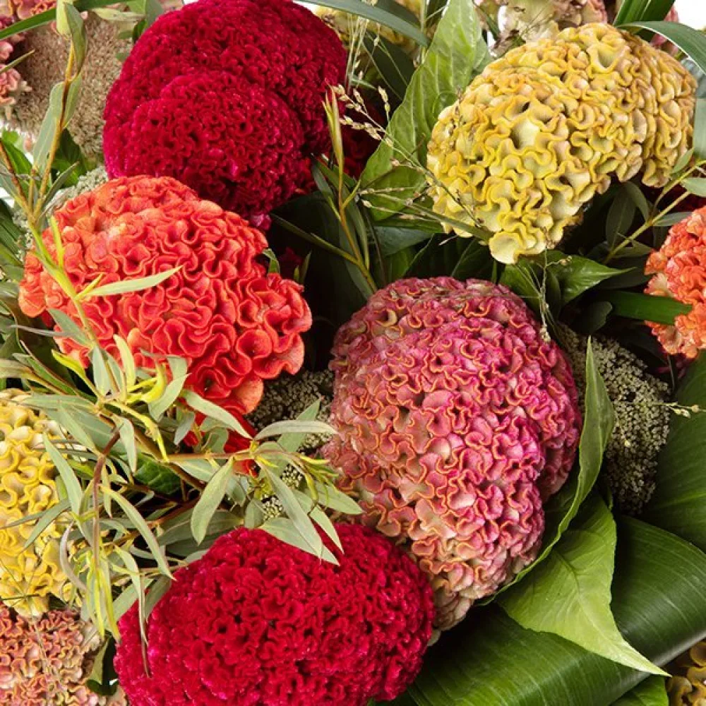 Tuppkam 'Jewel Box', mix