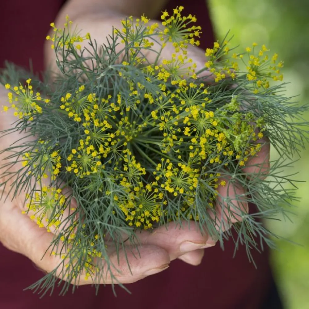 Dill 'Vierling'