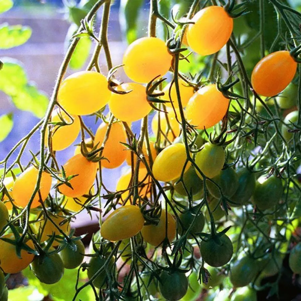 Körsbärstomat 'Ildi'