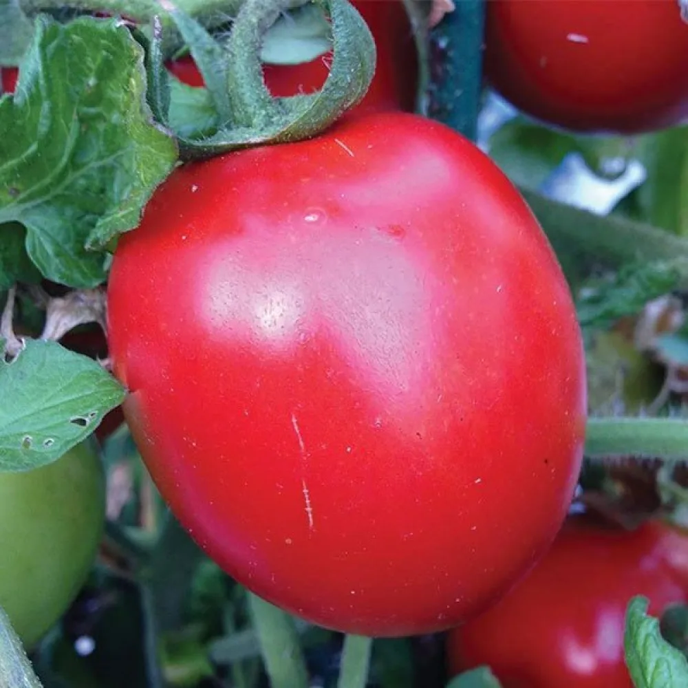 Tomat 'Rio Grande'