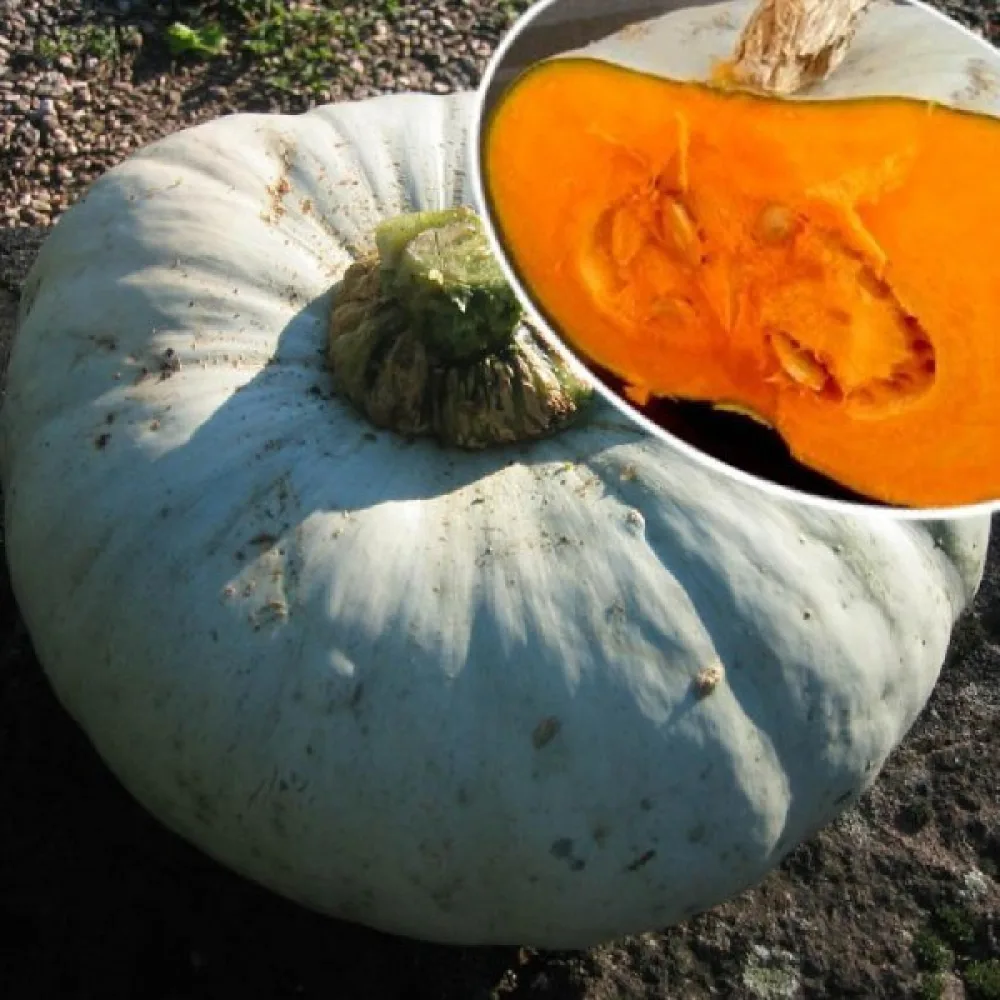 Pumpa 'Bleu de Hongrie'