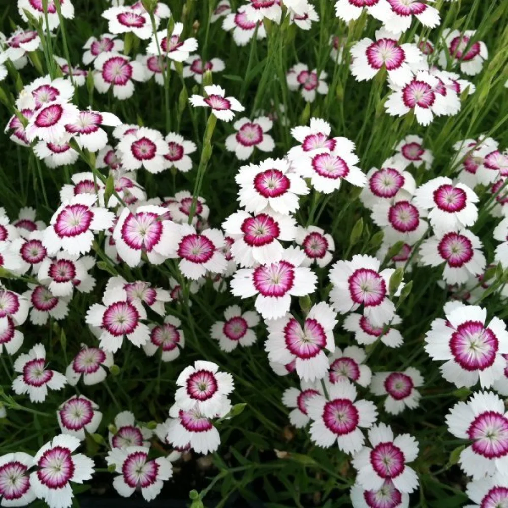Backnejlika – vit-röd