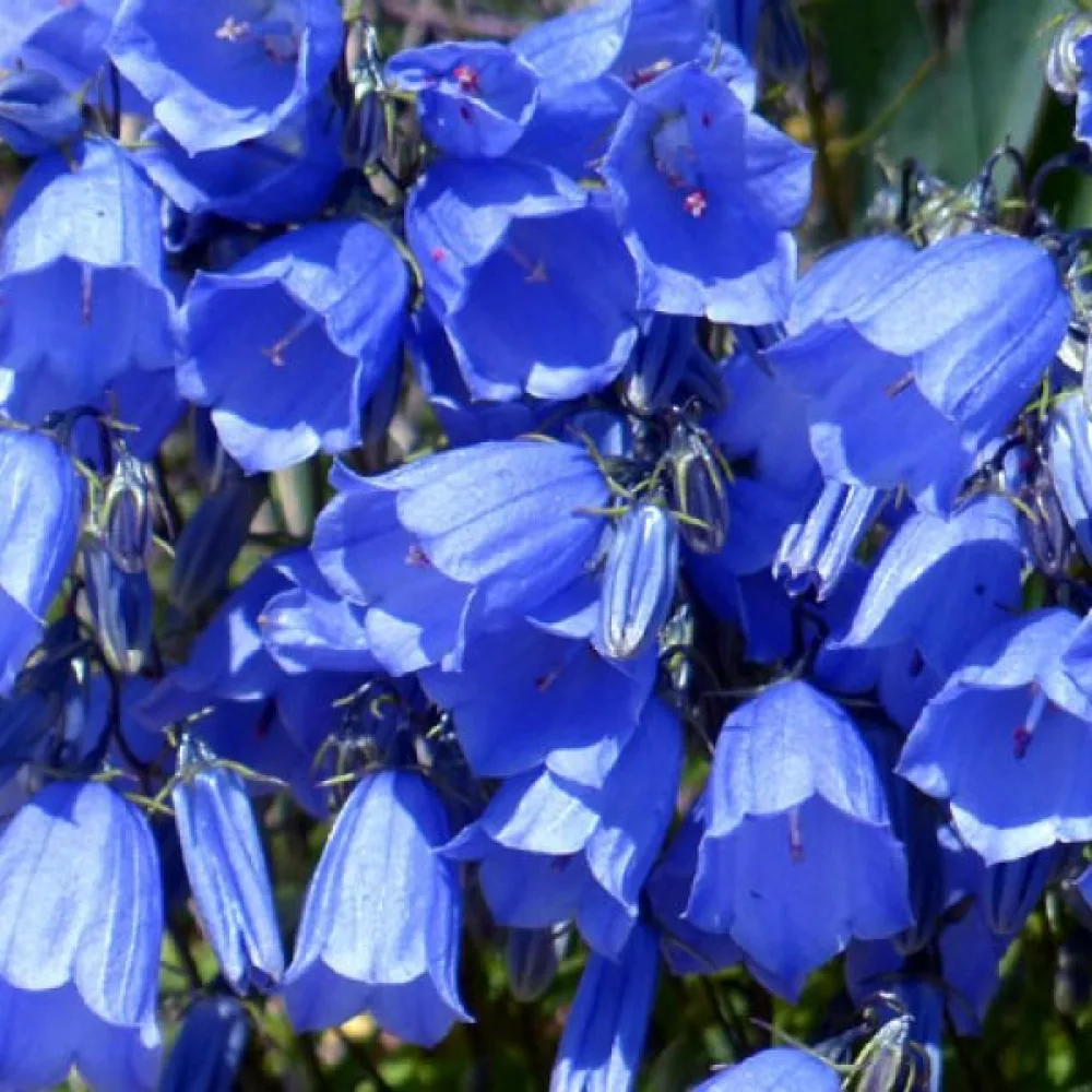 Mariaklocka Campanula medium, ljusblå