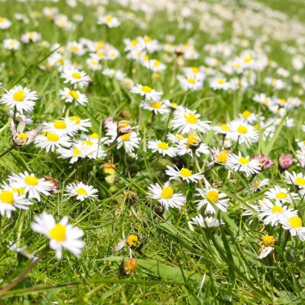 Romersk kamomill Anthemis nobilis