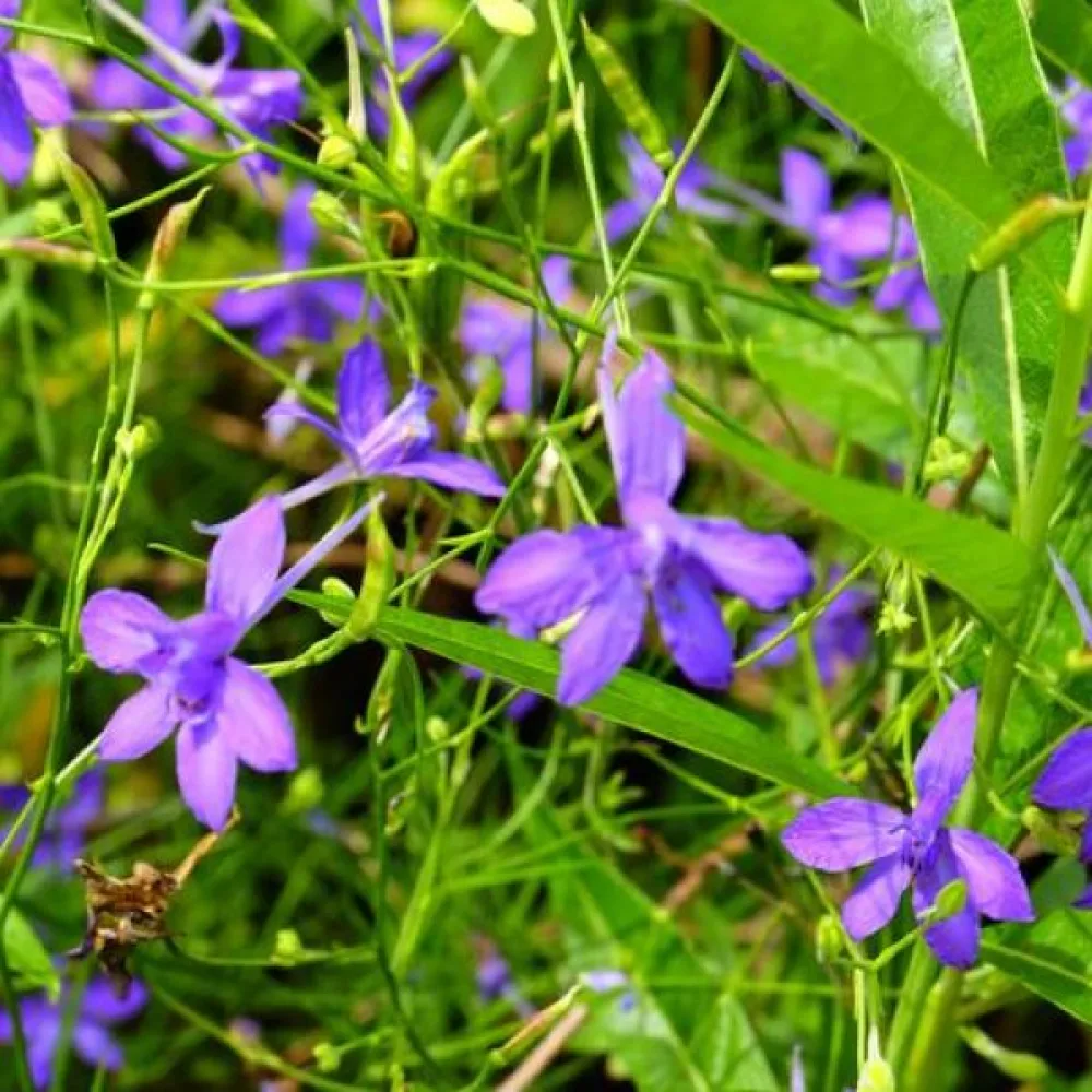 Riddarsporre 'Blue Cloud'
