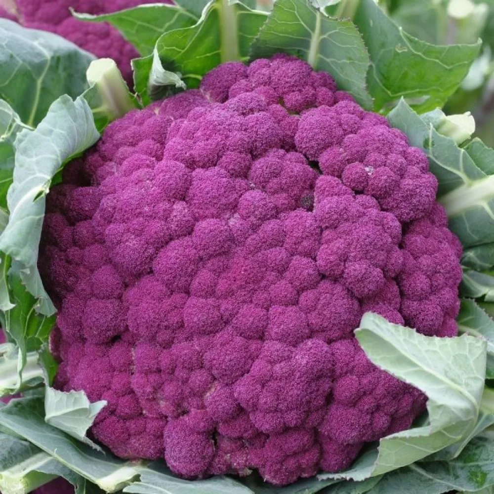 Blomkål 'Di Sicilia Violetto'