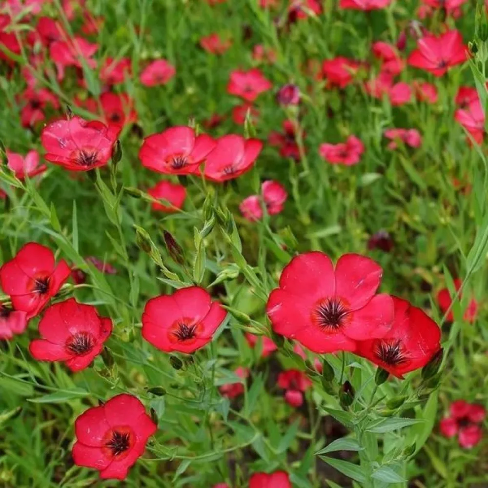 Sommarflox 'Beauty Crimson'