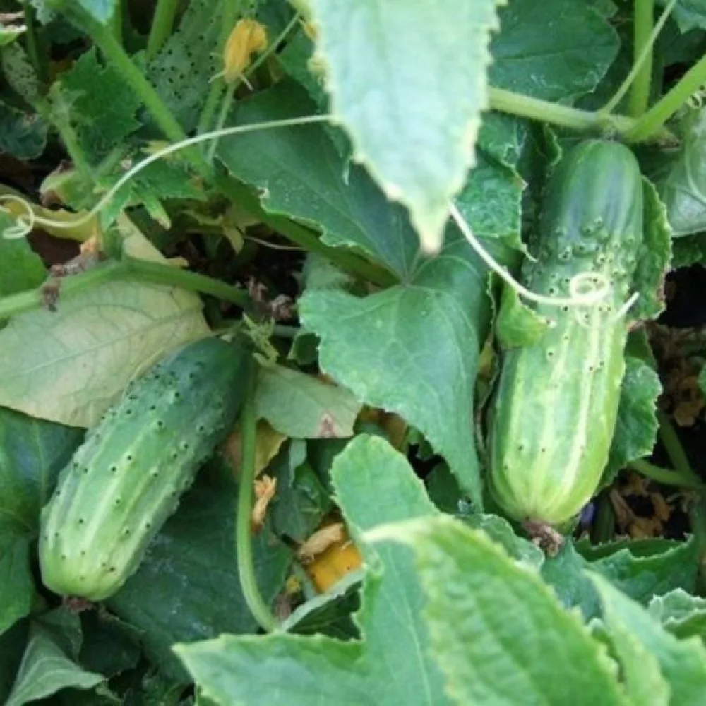Druvgurka 'Rufus' F1