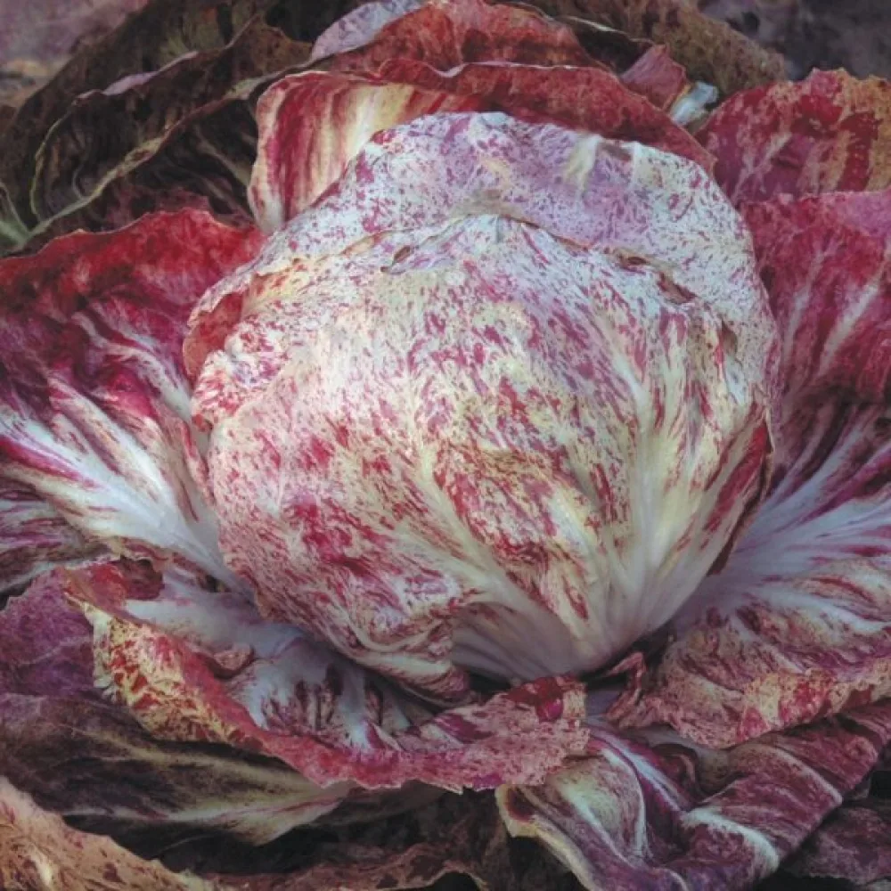 Cikoria 'Variegata di Chioggia'