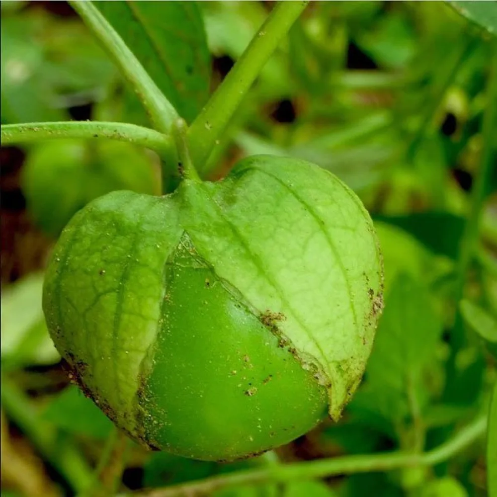 Tomatillo Physalis ixocarpa