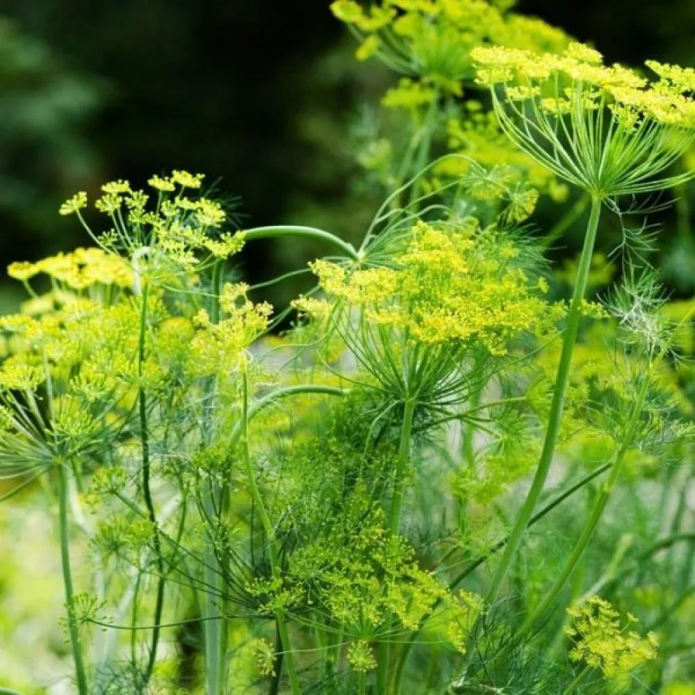 Dill 'Mammoth'