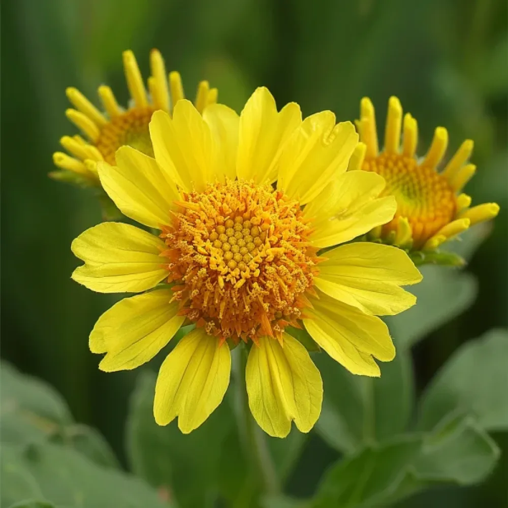 Kokardblomster 'Aurea Pura', gul