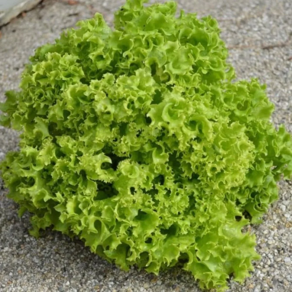 Sallad 'Lollo Bionda'